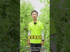 Bacillo Velezensis CY30 del fertilizzante di crescita di pianta per il peperoncino rosso del pomodoro di Apple della fragola