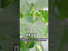 Gli afidi sono efficaci contro gli antiparassitari non tossici dell'origine vegetale