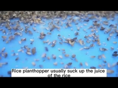 30% Thiamethoxam uccidono tutto l'afide per lo Sc agricolo dell'antiparassitario della serra