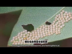 Biopesticidi Biopesticidi molto noti HaNPV.Bt per la lomboleria Per uso agricolo