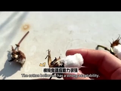 La scelta più efficace di pesticidi biologici HaNPV Bt per le colture di cotone