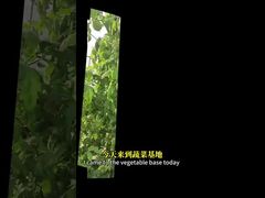 Controllo della mosca bianca nelle colture crocifere, nel mais, ecc., mediante metodi di controllo biologici