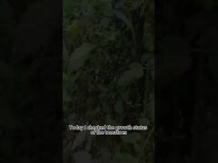 Pesticida biologico contro la peronospora del pomodoro Controllo biologico contro la peronospora delle piante