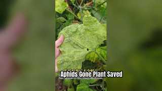 Le piretrine controllano gli afidi spray fogliare per piante vegetali che danneggiano le foglie. Uccisione degli afidi