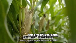 Controllo biologico dei parassiti per colture sane