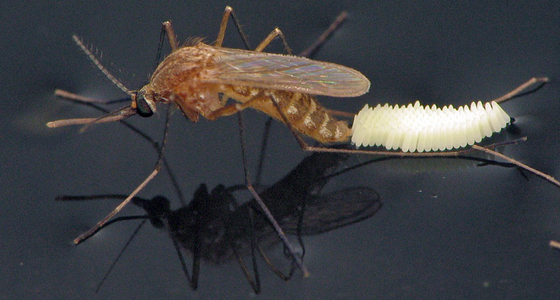 Brown Powder Insecticide Mosquito Larvae Killing 1200 ITU/Mg BTi Israel subspecies