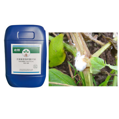 Promote Growth Robust Seedlings Large Leaves Dark Microbial Agent CY30 Strawberry Irrigation Root 