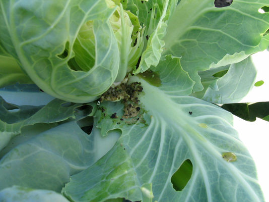 Bacillus Thuringiensis PrGV Cabbage Vegetable Broccoli Bio Pesticide Worm Without Chemical Residue