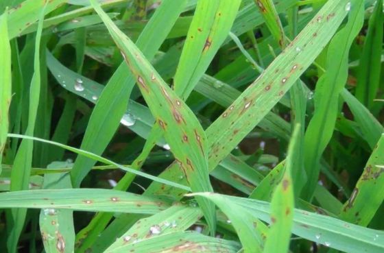 6% Kasugamycin Fungicide Rice Blast Prevention Control Excellent Effects on Plants