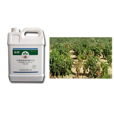 Leaf Spray Low Cost Bacillus Velezensis Viable Bacteria Disease Prevention Microbial Agent