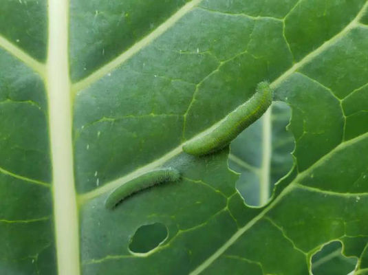 PrGV Bt Bio Pesticide for Cruciferae Vegetable Pests