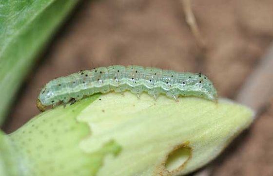 Chili pepper pests helicoverpa assulta oriental tobacco budworm killer wholesale bio pesticide 