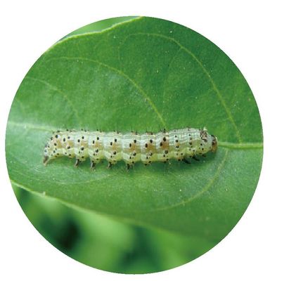 10 million PIB/mL HaNPV 2000IU/mL Bt Organic Pesticide for Cotton Tobacco Chili Pests Killing