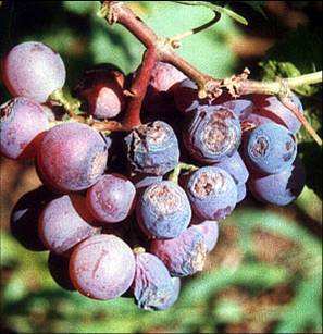 Economical Pesticide Bacillus velezensis Thick Green Leaves irrigation root blade spray tomato chili 
